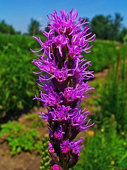 Blazing Star Gayfeather Liatris Spicata – Tall Perennial Flower Seeds