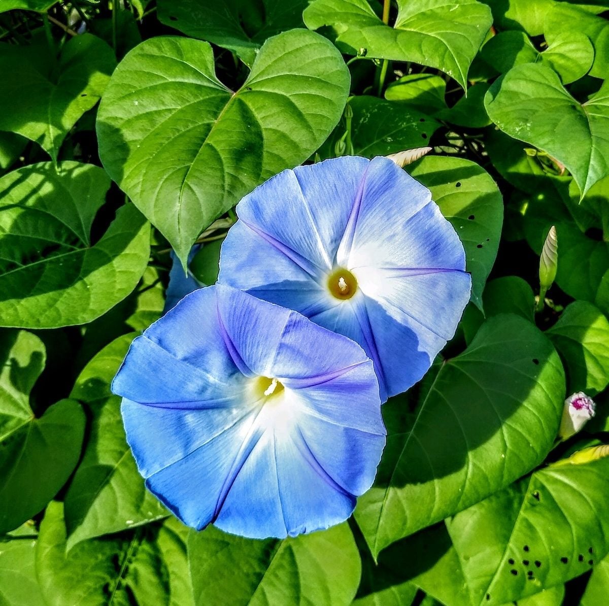 Heavenly Blue Morning Glory vine with vibrant blue trumpet-shaped flowers