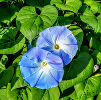 Heavenly Blue Morning Glory vine with vibrant blue trumpet-shaped flowers