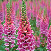 Pink Foxglove Digitalis – Garden Flower Seeds