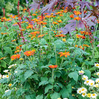 Tithonia rotundifolia Mexican Sunflower Seeds for Pollinator-Friendly Gardens and Natural Landscapes