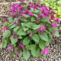 Cooler Peppermint Vinca – Garden Vegetable Seeds