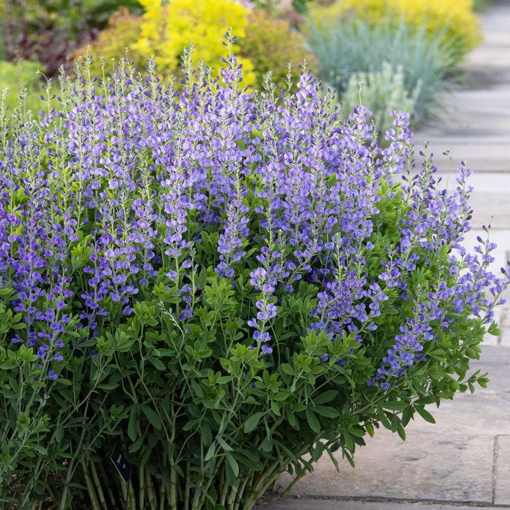 Blue Wild Indigo Baptisia australis perennial flowering plant with upright blue-violet flower spikes, blue-green foliage, and a natural bushy growth habit