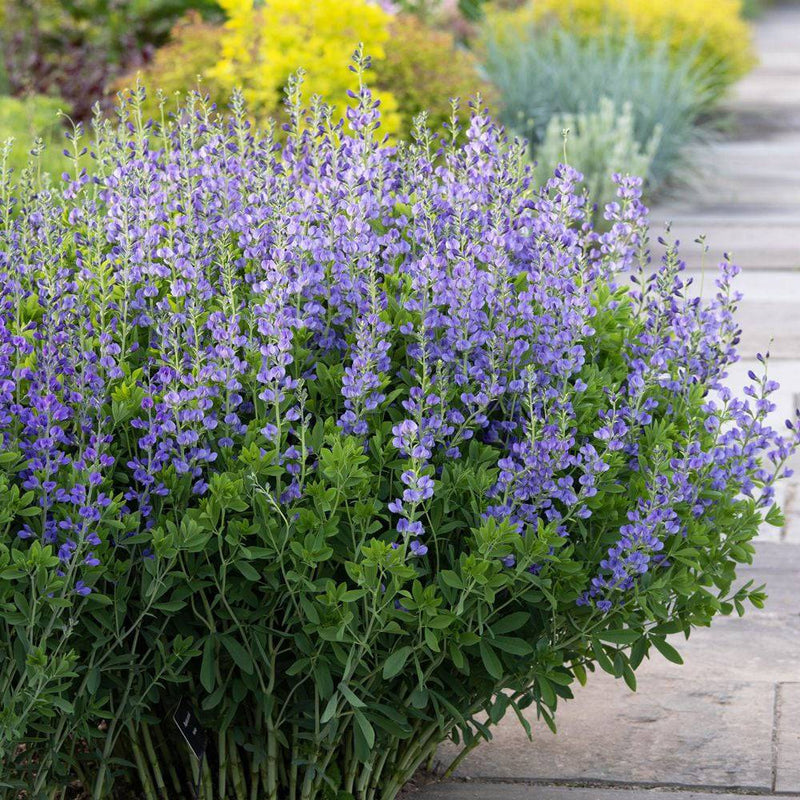 Blue Wild Indigo Baptisia australis perennial flowering plant with upright blue-violet flower spikes, blue-green foliage, and a natural bushy growth habit