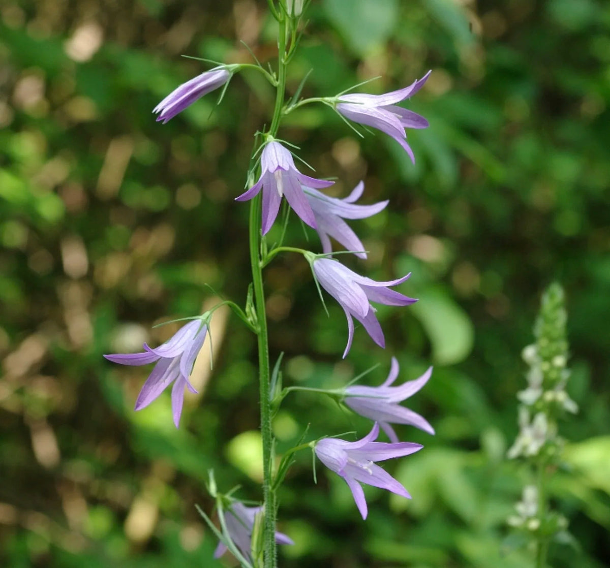 Campanula rapunculus Rapunzel Rampion plant with green foliage and delicate blue-violet bell-shaped flowers in a garden.