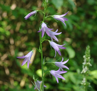 Campanula rapunculus Rapunzel Rampion plant with green foliage and delicate blue-violet bell-shaped flowers in a garden.