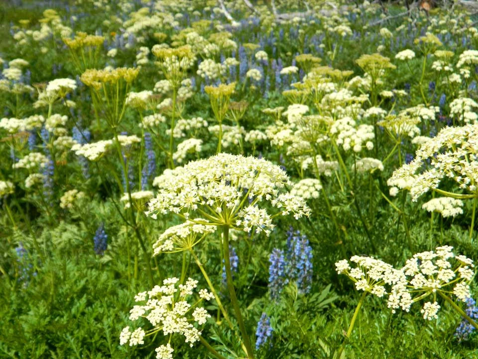 Osha Ligusticum porteri seeds for botanical gardens and herb planting