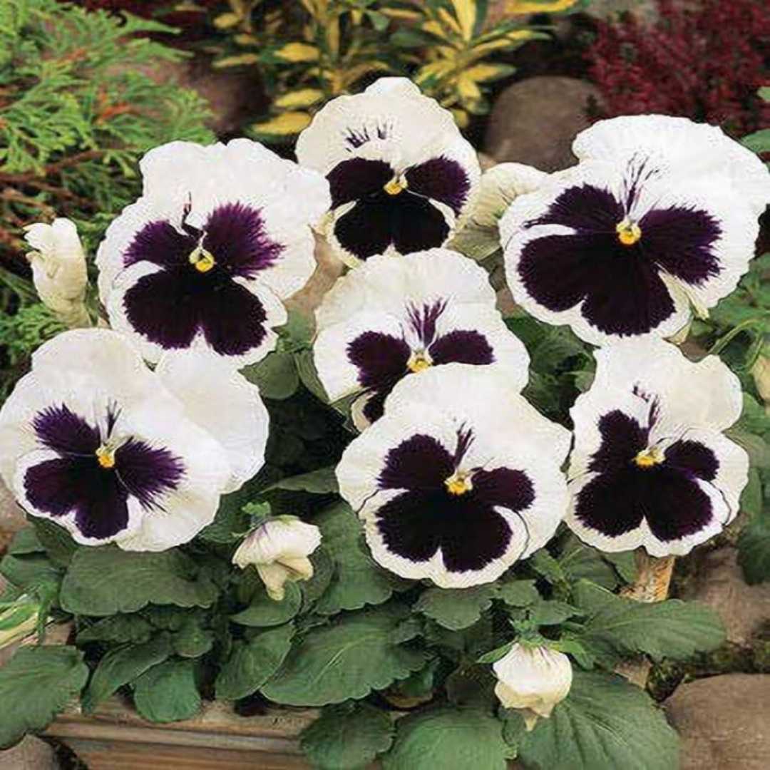 White Black Pansy Flower seeds for Planting Hardy Variety Heirloom & GMO Free Seeds for Home Garden   Sale