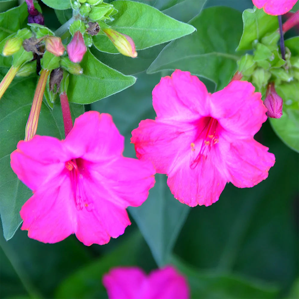 Mirabilis jalapa Seeds , Marvel of Peru Four O'Clock Flowers for Ornamental Gardens