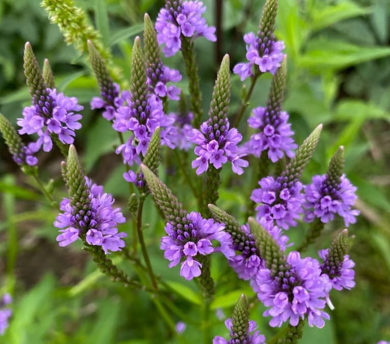 Blue Vervain Verbena – Hardy Wildflower Garden Seeds