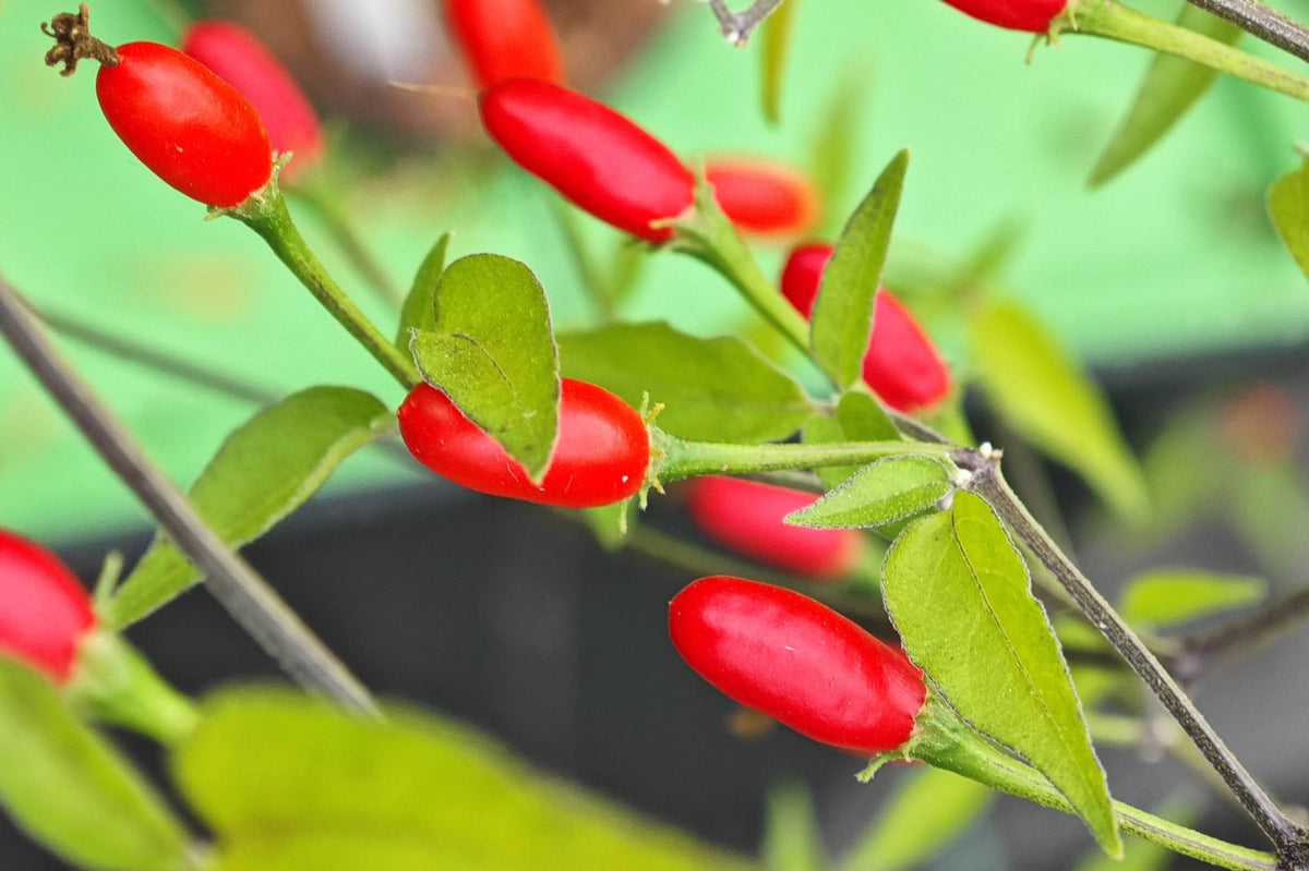 Capsicum chacoense Plant Seeds – Puta Madre Pepper for Gardening