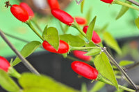 Capsicum chacoense Plant Seeds – Puta Madre Pepper for Gardening