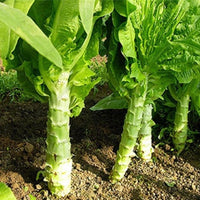 Chinese Lettuce Big Stem – Vegetable Garden Seeds