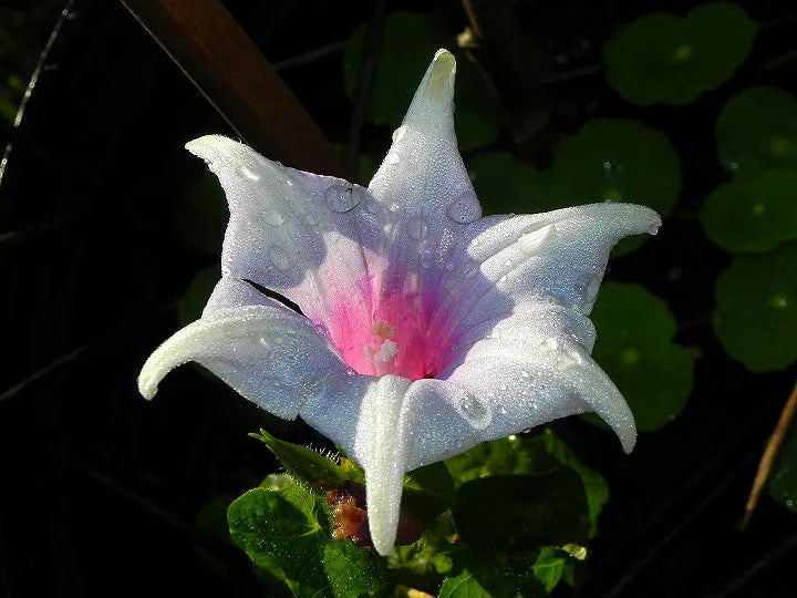 Kikyo Quasar Japanese – Garden Flower Seeds
