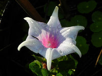Kikyo Quasar Japanese – Garden Flower Seeds