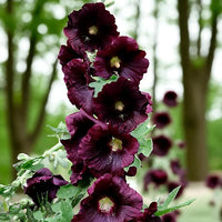 Arabian Nights Black Hollyhock Seeds for Ornamental Garden Planting