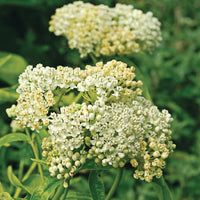 Butterfly Weed White Asclepias Incarnata – Pollinator-Friendly Flower Seeds