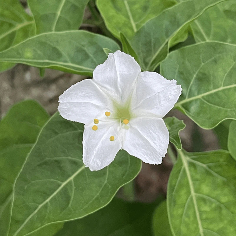Organic White Four O'Clock (Mirabilis jalapa) ornamental flowering plant displaying broad green leaves and elegant white trumpet-shaped blossoms opening during the late afternoon in a sunny flower garden.