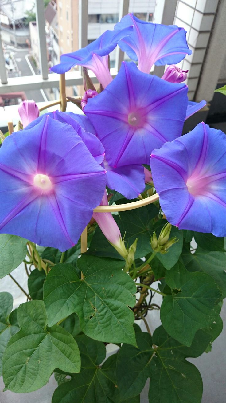 Blue Pharaoh Japanese – Garden Flower Seeds