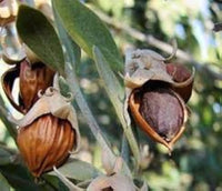 Jojoba Shrub Seeds – Simmondsia chinensis for Drought-Tolerant Landscaping