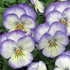 Pansy Heartsease Flower seeds for Planting Easy to Grow Heirloom & GMO Free Seeds for Home Garden
