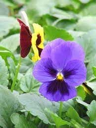 Mexican Pansy Flower seeds for Planting Bright Blooms Heirloom & GMO Free Seeds for Home Garden
