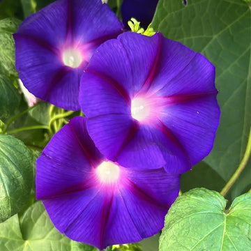 Grandpa Ott’s Morning Glory climbing flower seeds for ornamental garden planting.
