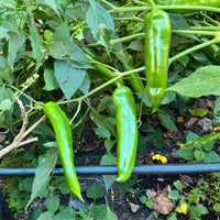 Big Jim Pepper Seeds – Capsicum annuum Garden Planting Seeds