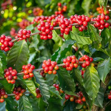 Ethiopian Coffee Coffea arabica var. typica seeds for coffee plant cultivation