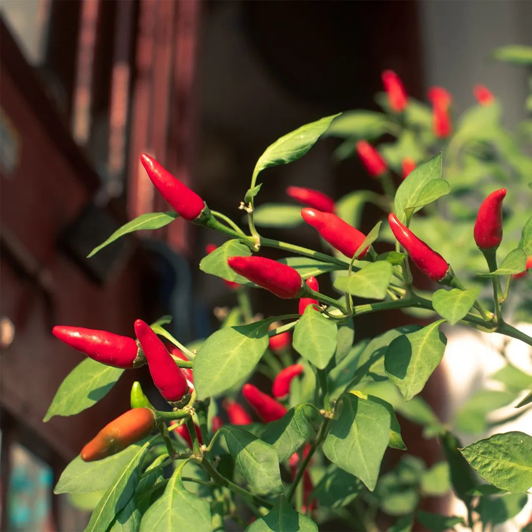 Xigole Pepper Seeds – Capsicum frutescens Planting Seeds