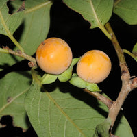Date Plum Persimmon Diospyros Lotus Healthy Edible Fruit Tree – Fruit