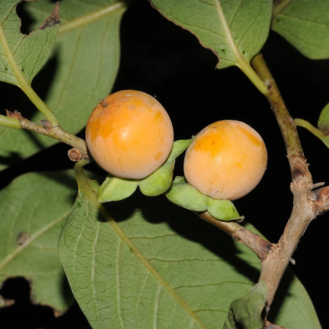 Date Plum Persimmon Seeds Diospyros Lotus Healthy Fruit Tree – Hardy Fruit Tree Seeds