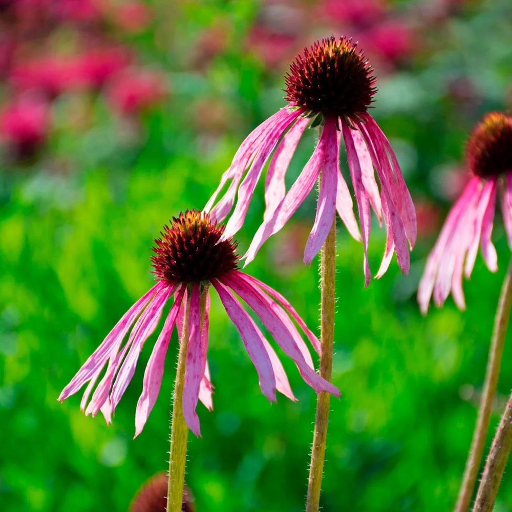 Echinacea pallida Organic Seeds , Pale Purple Coneflower for Wildflower Gardens