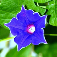 Europa Japanese Morning – Garden Flower Seeds