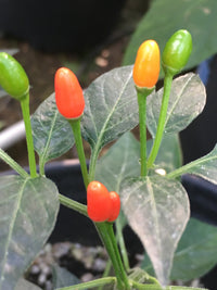 Xigole Pepper plant with green foliage and developing Capsicum frutescens peppers in a garden.