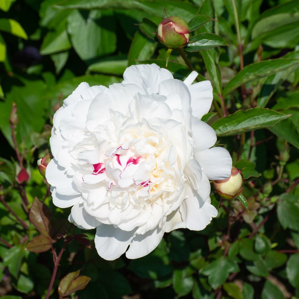 Peony ‘Festiva Maxima’ Flower Seeds – Heirloom, Non-GMO, Perennial Variety
