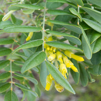 Silver Necklace Bush Seeds for Planting ( Seeds) Sophora tomentosa