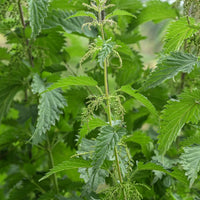 Nettle plant seeds for home garden and herb garden cultivation