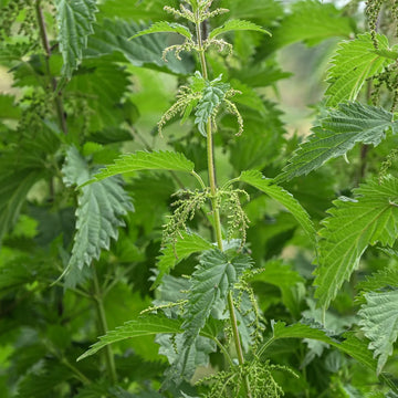 Nettle plant seeds for home garden and herb garden cultivation