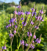 Blue Vervain Verbena – Hardy Wildflower Garden Seeds