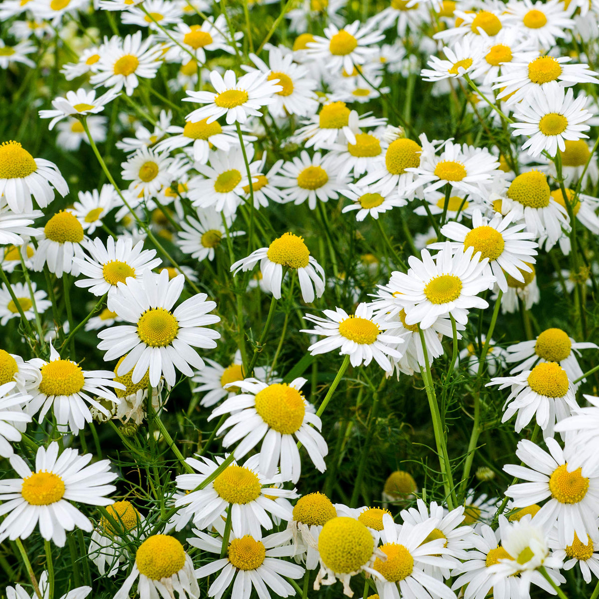 Roman Chamomile perennial herb with feathery green foliage and delicate white daisy-like flowers