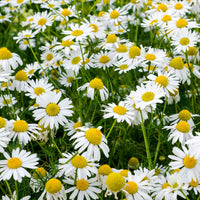Roman Chamomile perennial herb with feathery green foliage and delicate white daisy-like flowers