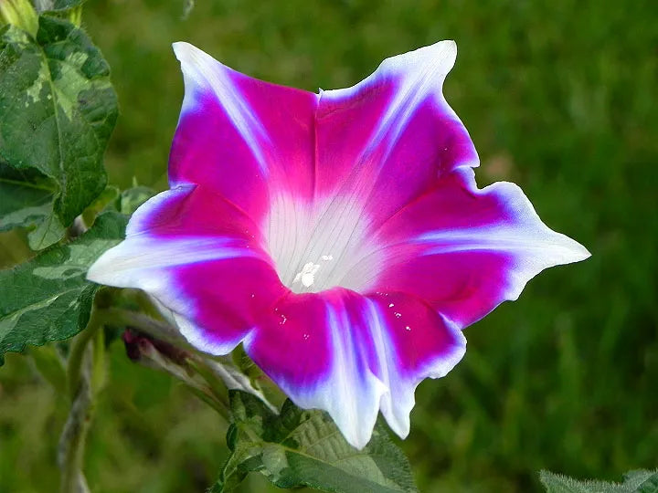 Kikyo Rose Japanese – Garden Flower Seeds