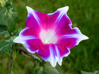Kikyo Rose Japanese – Garden Flower Seeds