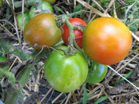Blue Keyes Tomato Solanum Lycopersicum – Hardy Vegetable Garden Seeds