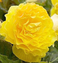Begonia Begonia Tuberosa – Tuberous Double Yellow Flower Seeds