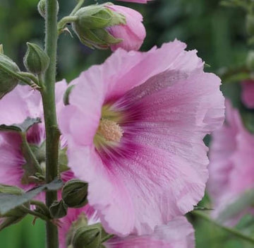 Pastel Hollyhock Alcea rosea flowering plants with tall upright stems, broad green leaves, and delicate pastel-colored blossoms in a cottage garden