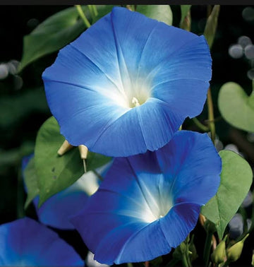 Violet Hige Ipomoea – Garden Flower Seeds