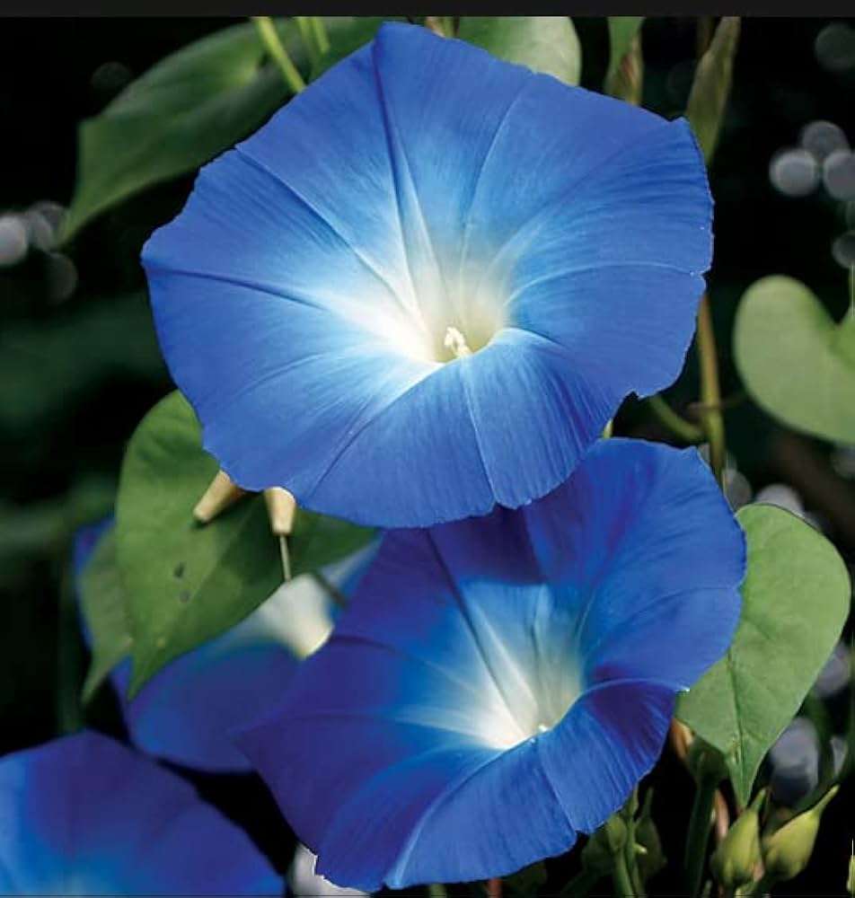 Heavenly Blue Morning Glory – Climbing Wildflower Garden Seeds