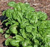Spinach Hybrid Spinacia Oleracea – Vegetable Garden Seeds